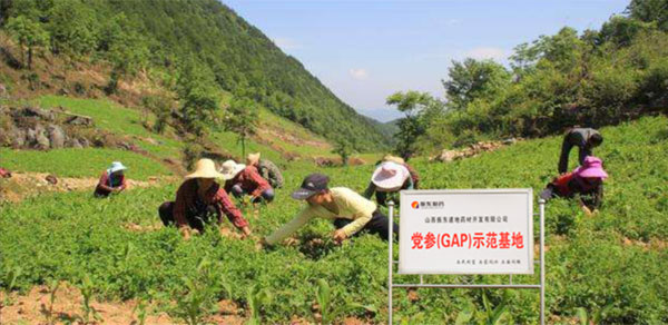 Z6尊龙凯时,党参示范基地 Z6尊龙凯时,党参示范基地